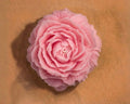 Peonias Flotantes